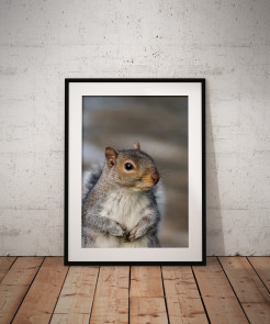 To buy a print or any of the below please click on the images